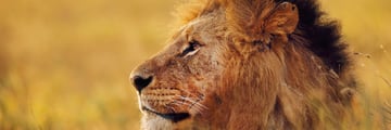 Majestic lion in Kenya