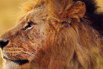 Majestic lion in Kenya