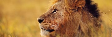 Beautiful lion in Kenya