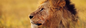 Male lion in Kenya