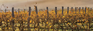 Margert River vineyards