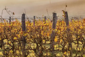 Margert River vineyards