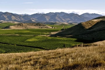 Marlborough vineyards