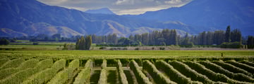 Sweeping vineyards in Marlborough