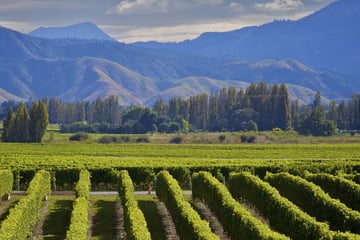 Sweeping vineyards in Marlborough