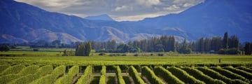 Marlborough wine crop