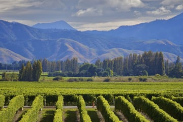 Marlborough wine crop