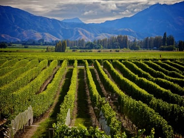 Blenheim & Marlborough Region