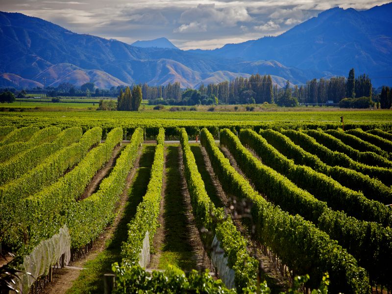 Wine in Marlborough