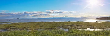 Marshland in Riviere-du-Loup