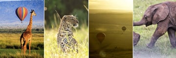 Masai Mara wildlife & landscapes