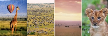 The Masai Mara landscapes & wildlife