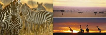 Masai Mara landscapes, zebras and giraffes 