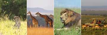 Masai Mara's wildlife