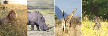 Masai Mara wildlife