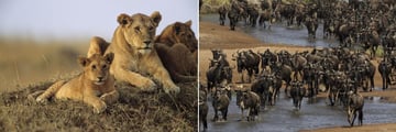 Masai Mara wildlife