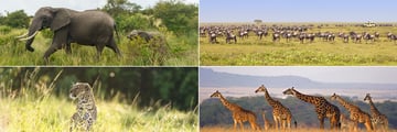 Masai Mara National Park wildlife