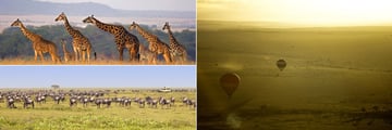 Masai Mara wildebeeste, giraffes and hot air balloons