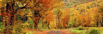 Autumnal colours in Massachusetts