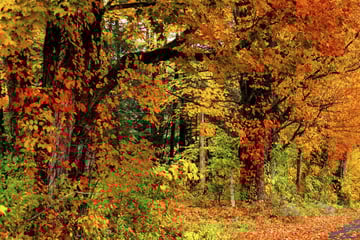Autumnal colours in Massachusetts