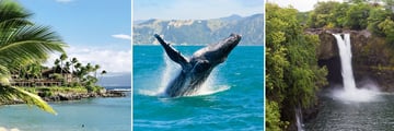 Scenery and whale in Hawaii