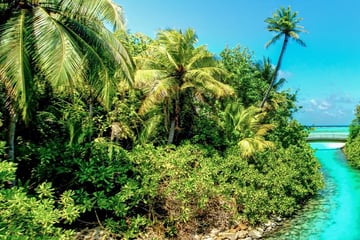 Mauritius Jungle and Creek