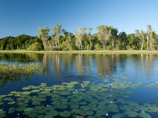 McCreadies Billabong near Litchfield National Park