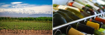 Mendoza Vineyards in Argentina