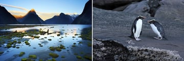 Milford Sound Scenery and Penguin Sightings