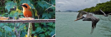 Hummingbirds in Mindo and pelicans in Isabela