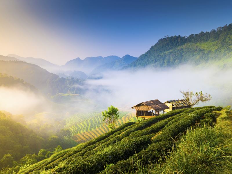 Misty morning in Chiang Mai
