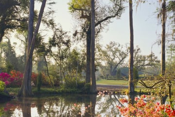 Misty mornings in South Carolina