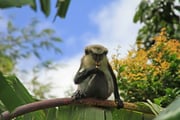 Grenada