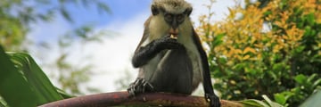 Mona monkey in Gradn Etang Forest Reserve