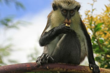 Mona monkey in Gradn Etang Forest Reserve