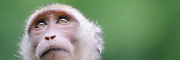 Close up of monkey in Khao Sok National Park