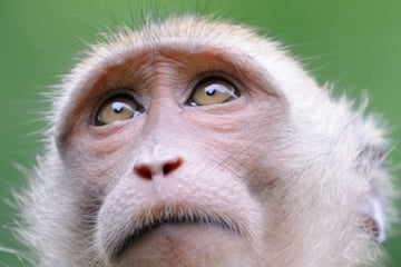 Close up of monkey in Khao Sok National Park
