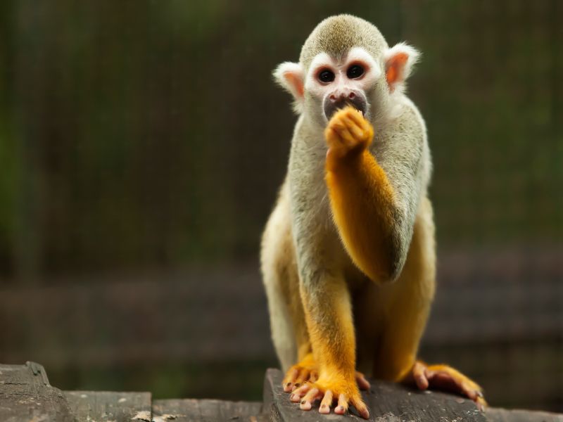 Monkey in Manuel Antonio National Park
