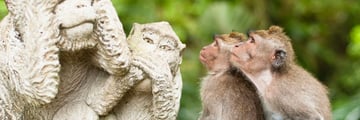 The Monkey Forest in Ubud