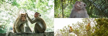 Monkeys in the Rainforest