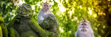 Curious monkeys in the Sacred Monkey Forest, Ubud