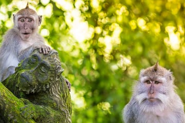 Curious monkeys in the Sacred Monkey Forest, Ubud