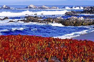 Monterey coast