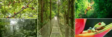 Monteverde Cloud Forest, Costa Rica