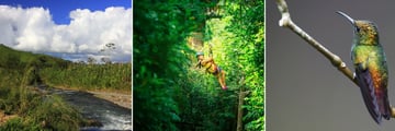 Monte Verde River, Canopy Tour & Birdlife