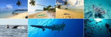 Moorea Beach Lodge, Boat on the Beach, Kayaks, Snorkeling, Ray Feeding, Scuba Diving, Shark, Whale and Dolphin Watching