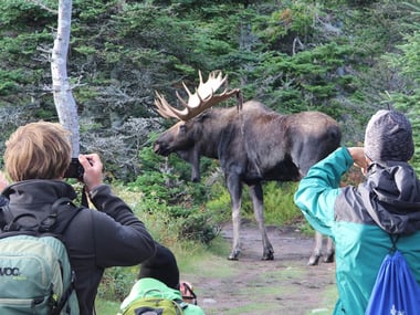 Moose on the Skyline Trail, Cape Breton
