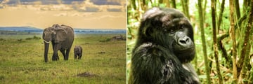 Elephants in the Masai Mara & Gorilla in Rwanda