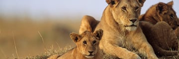Beautiful lion family in the Masai Mara