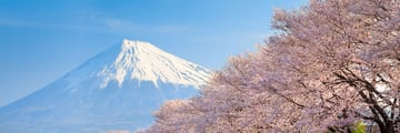 Mount Fuji Cherry Blossoms in the spring 